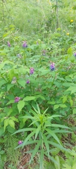 Vicia venosa