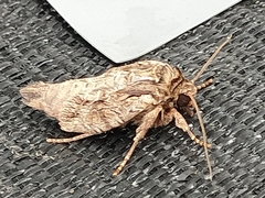 Apamea monoglypha