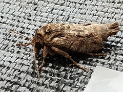 Apamea monoglypha