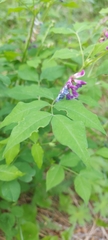 Vicia venosa