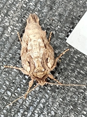 Apamea monoglypha