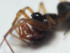 Erigone dentosa