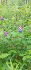 Vicia venosa