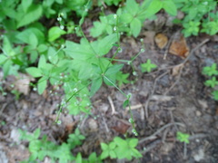 Galium lanceolatum