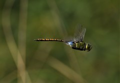 Anax indicus