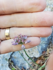 Allium strictum