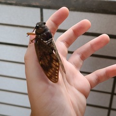 Graptopsaltria bimaculata