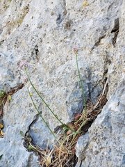 Allium strictum