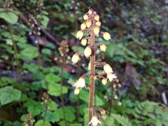 Tiarella polyphylla
