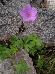 Geranium swatense