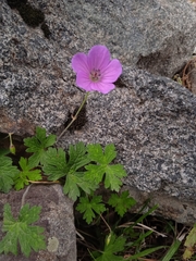 Geranium swatense