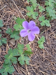 Geranium swatense