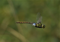Anax indicus