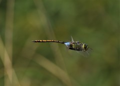 Anax indicus