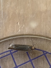 Lathronympha strigana