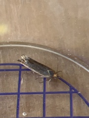 Lathronympha strigana