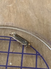 Lathronympha strigana