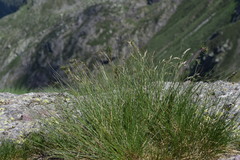 Festuca scabriculmis