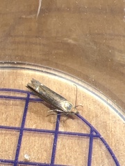 Lathronympha strigana