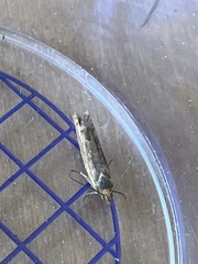 Lathronympha strigana