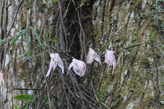 Dendrobium falconeri