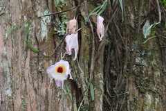 Dendrobium falconeri