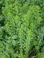 Euphorbia stricta
