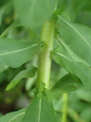 Euphorbia stricta