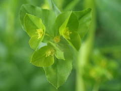 Euphorbia stricta