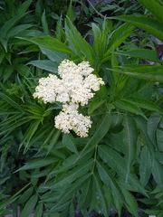 Sambucus wightiana