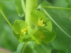 Euphorbia stricta