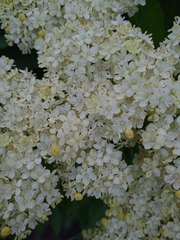 Sambucus wightiana