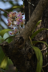 Aerides crispa