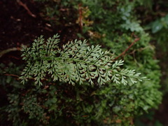 Asplenium tenuifolium