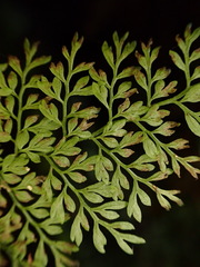 Asplenium tenuifolium