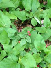 Rubus