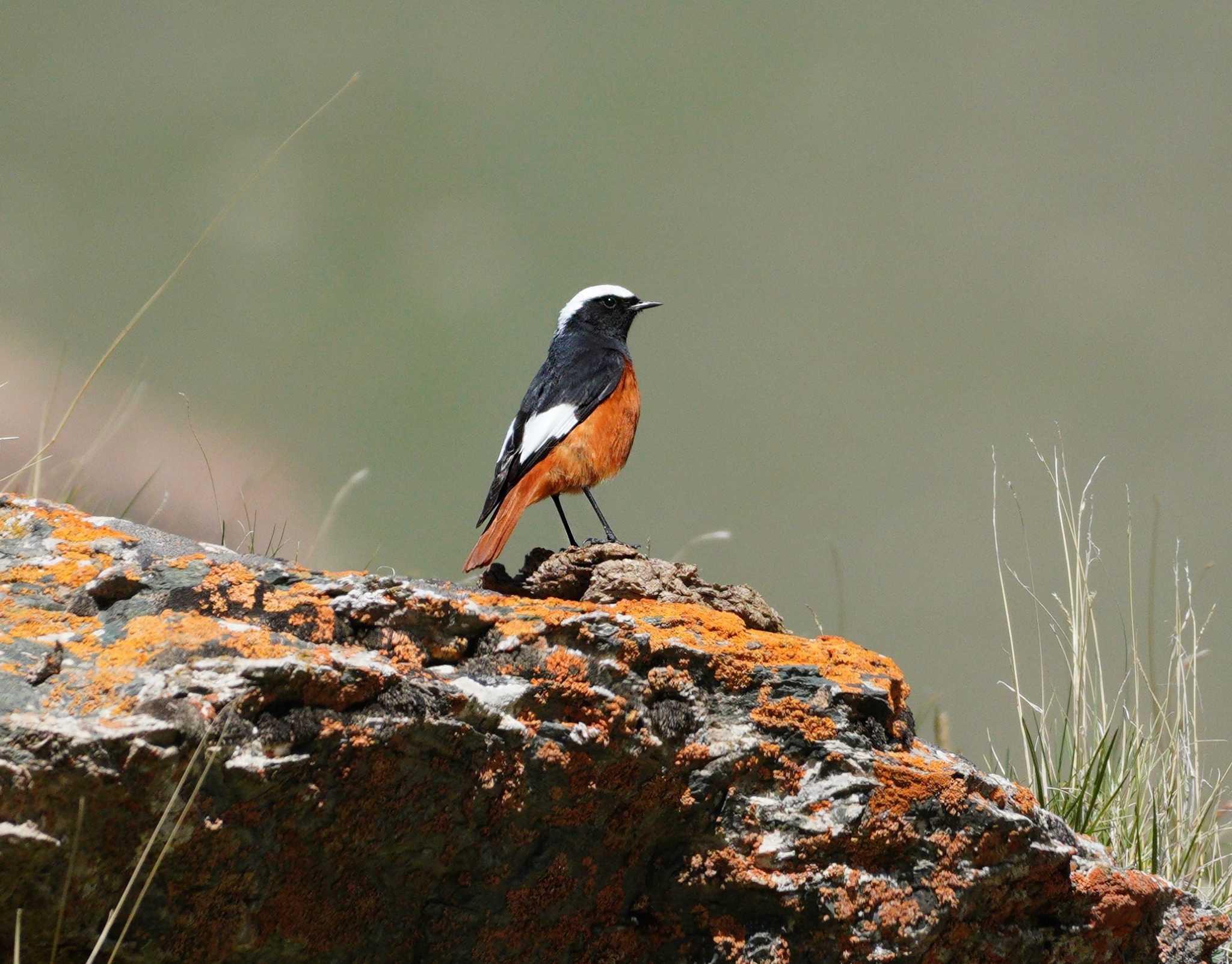 Güldenstädt's Redstart