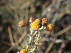 Pentzia globosa