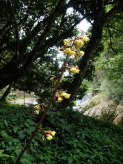 Galeola lindleyana