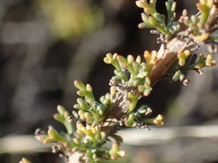 Pentzia globosa