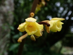 Galeola lindleyana