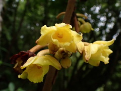 Galeola lindleyana