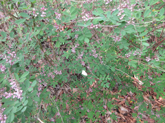 Indigofera bungeana