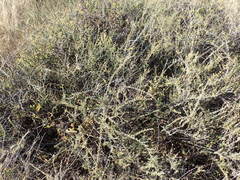 Pentzia globosa