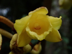Galeola lindleyana