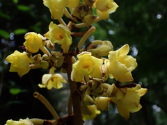 Galeola lindleyana