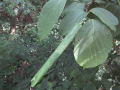 Phostria harutai