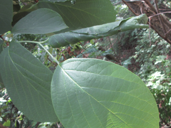 Phostria harutai