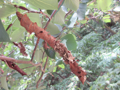 Phostria harutai
