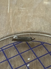 Lathronympha strigana